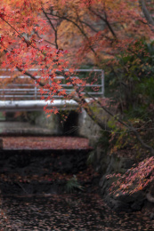 江苏省南京市紫金山中山植物园秋季红色枫叶