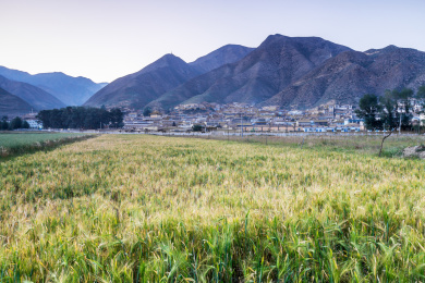 高山前面大片的即将成熟的青稞