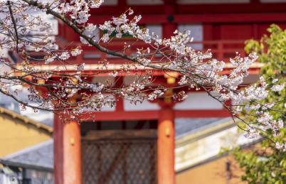 春天日本京都清水寺樱花盛开特写