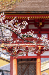 日本京都清水寺寺庙掩映在春天盛开的樱花中