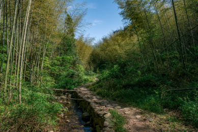 浙江金华磐安的桂川古道的竹林风景