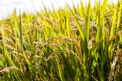 中国黑龙江成熟的金黄色稻田特写