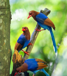 尾巴长长、毛色艳丽的斯里兰卡蓝鹊鸟