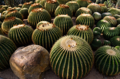 热带沙漠多肉类植物仙人球