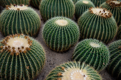 热带沙漠多肉类植物仙人球