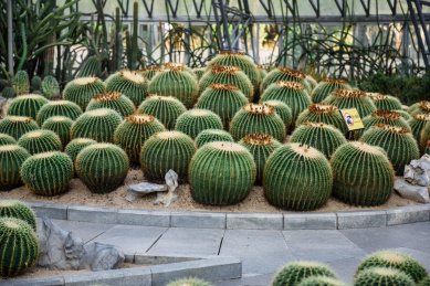 热带沙漠多肉类植物仙人球
