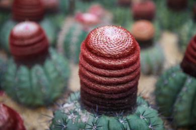 热带沙漠多肉植物园仙人球魔云