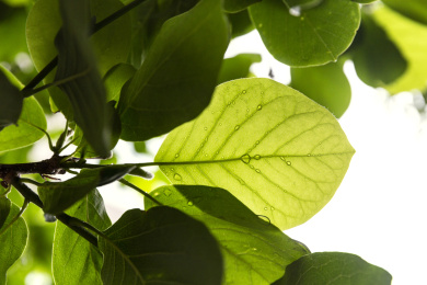逆光春季雨天被雨淋湿的玉兰花叶子