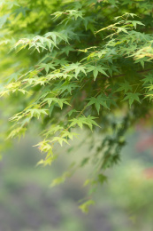 春天里绿油油茂盛的枫叶特写