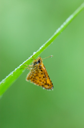 夏天郊外田里的一只黄色小飞蛾停在一片叶子上