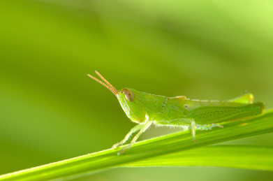夏天郊外田里的一些小昆虫