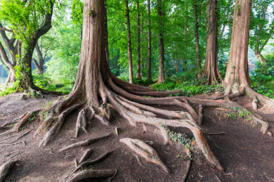 中国浙江杭州植物园内的杉树林大树根