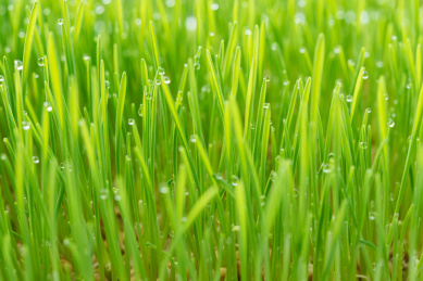 清晨叶尖挂满露珠的小麦幼苗特写