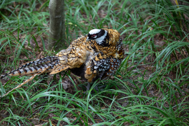 上海动物园的国家二级保护动物白冠长尾雉