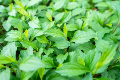 春天野生野菜绿色新鲜马兰头