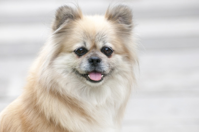 直视坐立在虚化背景前的棕白色宠物狗