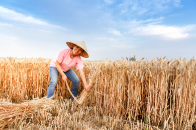 麦田里一位农村妇女正在用镰刀收割麦子
