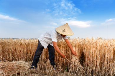 麦地里一位农民用镰刀在收割麦子