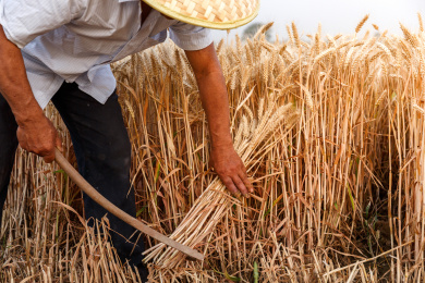 麦地里一位农民用镰刀在收割麦子