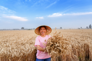 麦田里抱着麦穗带着竹帽的农村妇女