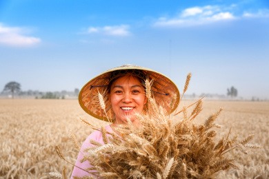 麦田里抱着麦穗带着竹帽的农村妇女