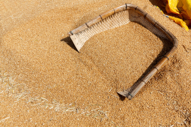 夏季收麦时麦子堆上放着一个簸箕