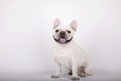 一只抬着头伸着舌头的奶白色法国斗牛犬坐在白色背景前拍宠物写真