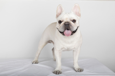 一只直视镜头伸着舌头的奶白色法国斗牛犬侧身站在白色背景前拍宠物