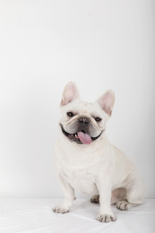 一只抬着头伸着舌头的奶白色法国斗牛犬坐在白色背景前拍宠物写真