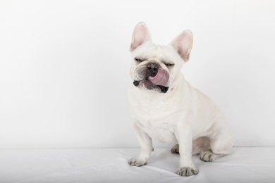 一只眯着双眼吐舌头的奶白色法狗斗牛犬坐在白色背景前拍宠物写真
