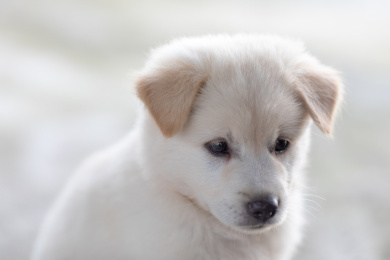 golden retriever puppy in the garden