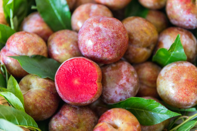 新鲜的茂名钱排银妃三华李中的一个被切开露出紫红色果肉