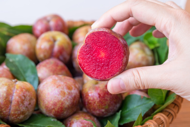 一只手拿着切开的新鲜的茂名钱排银妃三华李特写