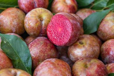 新鲜的茂名钱排银妃三华李中的一个被切开露出紫红色果肉