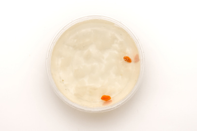 一次性饭盒中的甜品银耳羹