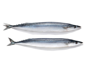 秋刀鱼在白色的背景上，海洋鱼类