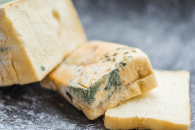 腐坏变质后布满霉菌毒素的切片面包