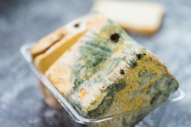 腐坏变质后布满霉菌毒素的切片面包