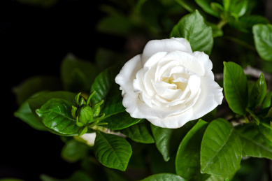 一朵盛开的白色重瓣桅子花