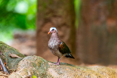 习惯于在林地底层觅食的绿翅金鸠鸟