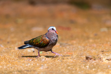 习惯于在林地底层觅食的绿翅金鸠鸟