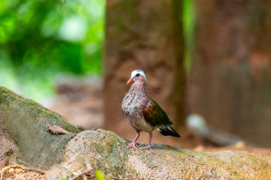 习惯于在林地底层觅食的绿翅金鸠鸟