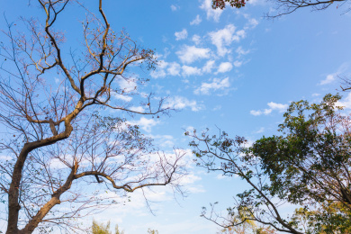 晴朗的白天蓝天白云下与树木