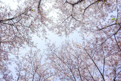 仰拍夏天成片盛开的樱花树