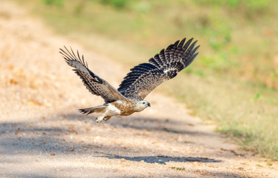 一只练习捕食技巧的斯里兰卡灰头渔雕亚成鸟
