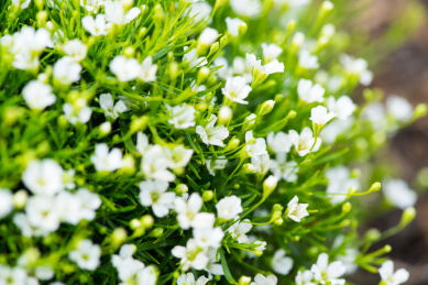 夏天开放的白色满天星鲜花