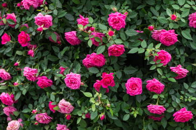 夏天花园里粉色的玫瑰花丛