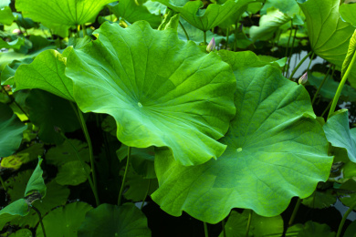 夏天绿色的荷叶表面清晰的植物茎特写