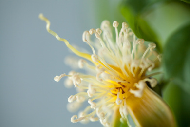 美丽盛开的单朵狐尾椰子花卉特写