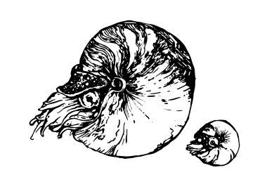 线条手绘奇特的鹦鹉螺亲子钢笔画（铜版画）（矢量图）